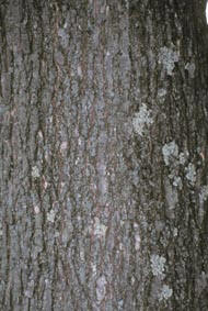 img_tree_swamp_white_oak_bark.jpg