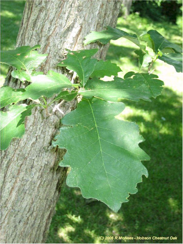 chestnut oak