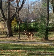 Hobson Buck November 22