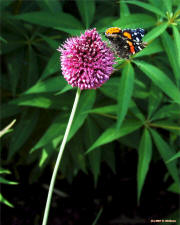 Rick's Pic's - Butterfly in Chicago Millenium Park Fleuire Garden on McNees.org