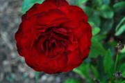 Red rose