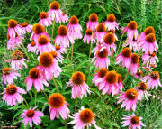 Summer wildflowers at the arboretum