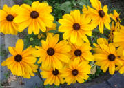 Black Eye'd Susans - Hobson Garden - Summer 2013