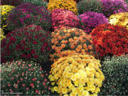 Mums in Oceanside, New Jersey