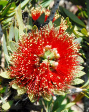 Santa Cruz median flower