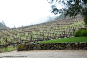 Constant Diamond Mountain Lower Vineyards