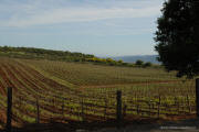 David Arthur Vineyards 
