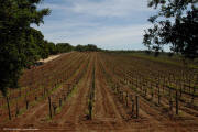 David Arthur Vineyard 