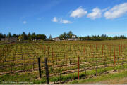 Hall Sacrashe Vineyard