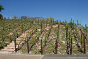 Hall Rutherford Estate Sacrashe Vineyard