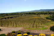 Signorello Napa Valley Estate Vineyard