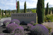 Signorello Estate Vineyards