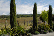 Signorello Napa Valley Estate Vineyard