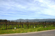 Trefethen Oak Knoll Estate Napa Valley Vineyard