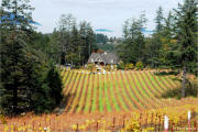 Sherwin Family Vineyard - Spring Mountain 