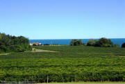 Lake Erie Wine District Lakeside Vineyards along the Seneca Wine Trail
