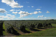 Lake Erie Wine District Vineyards