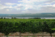 Dr Konstantin Frank Vineyards