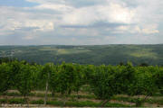 Keuka Lake Vineyards
